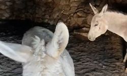 Mardin'de Muhtardan İç Isıtan Hamle