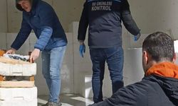 Samsun'da 2,6 ton mezgide ek konuldu