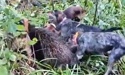 Trabzon'da vurulan domuz avcılara saldırdı