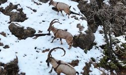 Tunceli'de kar yağışı doğal yaşamı zorlaştırdı