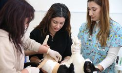 Ankara’da Evcil Hayvan Veterinerleri