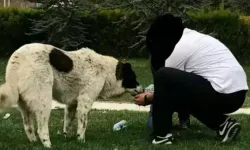 ABB'den öldürülen Matmazel için yeni açıklama