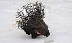 Hakkari'de yaralı bulunan Hint oklu kirpi Van'da tedaviye alındı