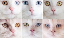 Safkan Ankara kedileri özel koruma altında