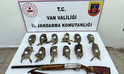 Av tüfeği ile vurulmuş kınalı keklikler ele geçirildi
