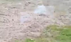 Bahçesine giren sokak köpeğini öldürdü