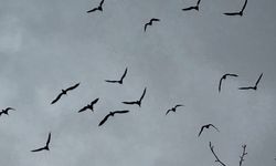 Birecik’te 277 kelaynak doğaya bırakıldı