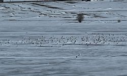 Çıldır Gölü'ne martılar geldi