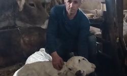 Erzurum'da çift başlı buzağı doğdu