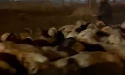 Kayseri'de Su Baskını Riskine Karşı Hayvanlar Tahliye Edildi