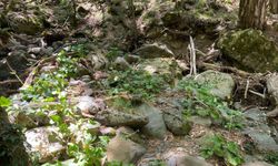 Kaz Dağları'nda yeni bir böcek türü keşfedildi: 'Aphis dardanelliensis'