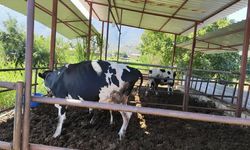 Muğla'da Şap Karantinası