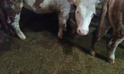 Muş'ta evleri ve ahırları su bastı