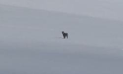 Nesli tehlikede olan vaşak Süphan Dağı eteklerinde görüntülendi