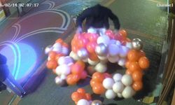 Sevgililer Günü Süslemesi İçin asılan Balonlara Saldırdı