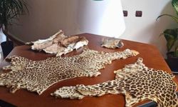 Yasa dışı yaban hayvanı ürünleri ele geçirildi