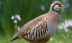 2025 kaçak hayvan operasyonlarının bilançosu açıklandı