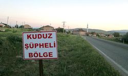 İstanbul Valiliği'nden Kuduz Yalanlaması