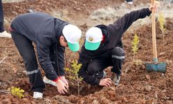 Konya'da 10 bin fidan dikildi