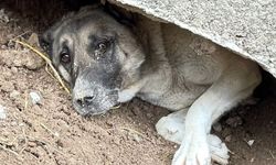 Mahsur kalan köpek itfaiye tarafından kurtarıldı