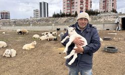 Melikgazi’de Yabani Hayvan Saldırısı: 6 Keçi Telef, 5 Keçi Kayıp