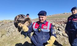 Yaralı halde bulunan puhu tedavi altına alındı