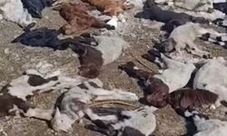 Ahırda çıkan yangında çok sayıda hayvan öldü