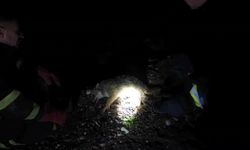 Batman'da tilki, kendisine çarpan aracın tamponuna sıkıştı