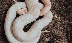 Bursa'da kaçak hayvan ticareti operasyonu