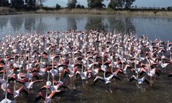 Büyük Menderes'te taşkın: Su altında kalan tarlalara flamingolar akın etti
