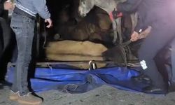 Kamyonet devrildi, kasadaki eşekler yaralandı