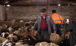 Kars’ta Koyun Kırkım Mesaisi Başladı