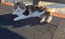 Mahsur kalan kediyi belediye ekibi kurtardı