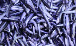 Ramazanda ve bayramda balık satışları düştü