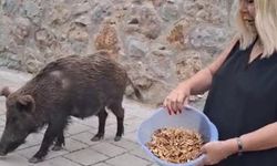 Safiye Soyman, Sürpriz Misafirini Cevizle Besledi