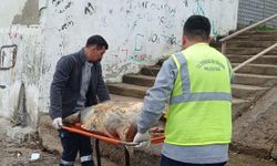 Tekirdağ'da caretta caretta kıyıya vurdu