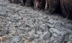 Tepki çeken o besi çiftliğine denetleme