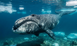 Uzun Yaşamın Sırrı Balinalarda Olabilir mi?