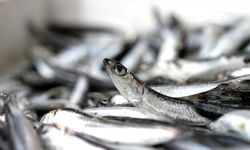 İstanbul'da mart ayında en çok tüketilen balık belli oldu