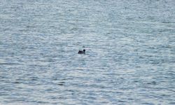 Kuraklık tehlikesi atlatan Ulaş Gölü'nde su seviyesi yükseldi