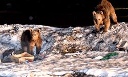 Sarıkamış'ta bozayılar kış uykusundan uyanmaya başladı