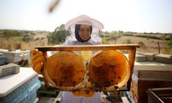 Türkiye’den 31 Ülkeye Bal İhracatı