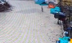 Adana'da aç kalan kurt mahalleye indi