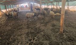 Ağıla giren kurt, 40 koyunu telef etti