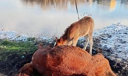 Ardahan'da tay, ölen annesinin başından ayrılmadı