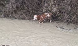 Dereye düşen 6 aylık buzağıyı köylüler kurtardı