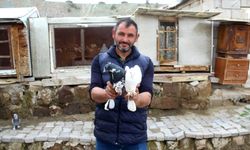 Güvercin tutkusunu 35 yıldır sürdürüyor