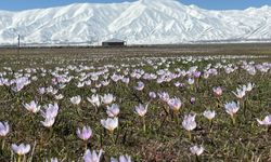 Hakkari'de baharın müjdecisi kardelenler çiçek açtı