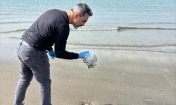 Hatay'da denizanası yoğunluğu