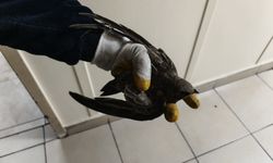 İpe dolanan ebabili kurtarmak için seferber olundu